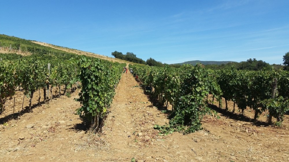 Picnic in Vigna alla Corte dei Venti