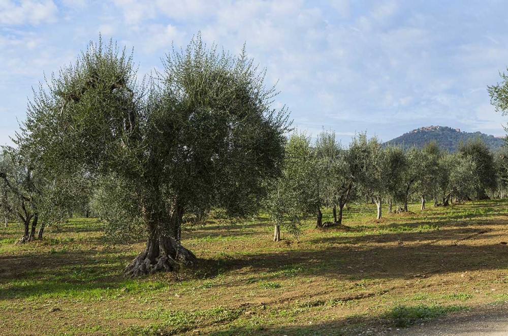 Degustazione di vini a Montalcino Scopri la Corte Dei Venti